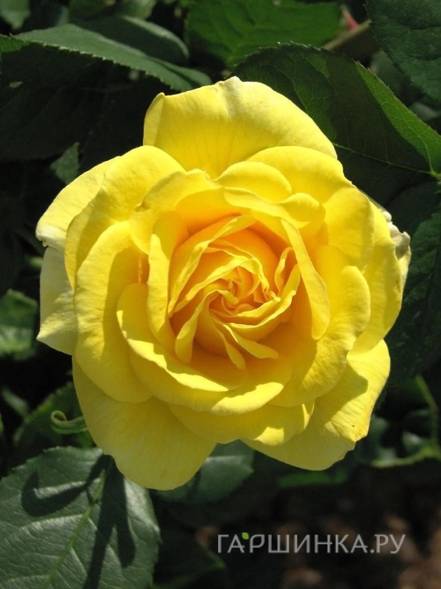 Роза Карт д'Ор флорибунда, Imperial Rose