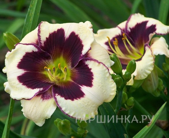 Лилейник Селебрейшн оф Энджел