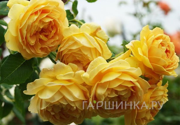 Роза Чарльз Дарвин, Д.Остин кустарниковая