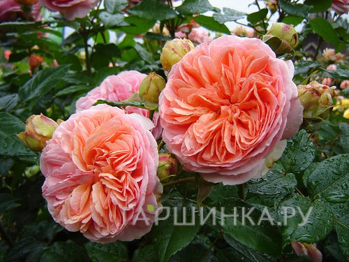 Роза Коин чайно-гибридная, Imperial Rose