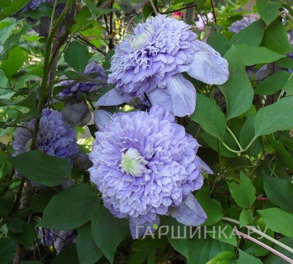 Клематис Блу Лайт махровый (2)