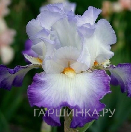 Ирис бородатый Конджурейшн