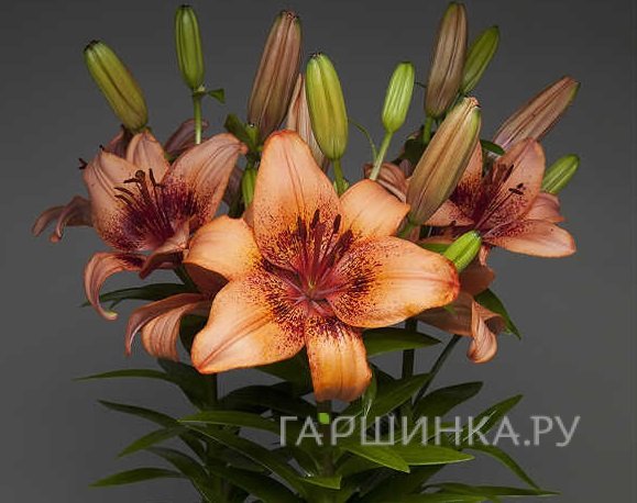 Лилия Контаджем азиатская низкорослая /2шт