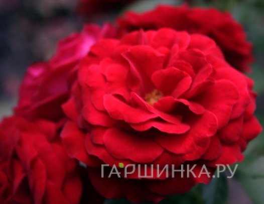 Роза Дали Дали флорибунда, Тантау