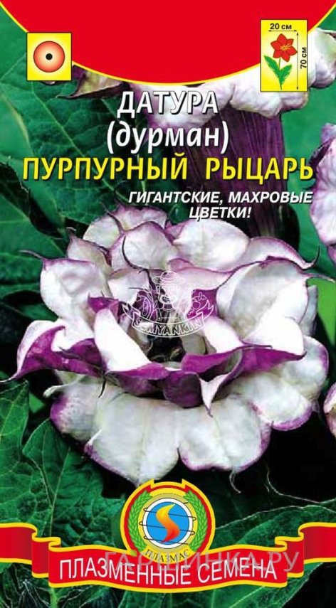 Семена Датура (Дурман) Пурпурный рыцарь