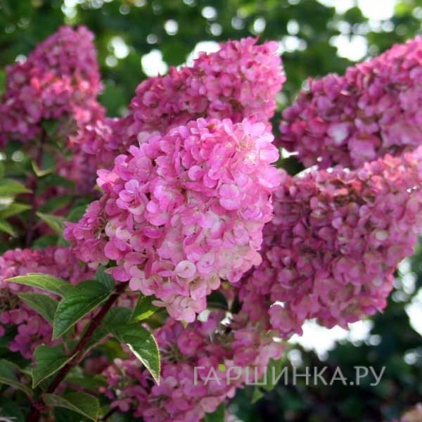 Гортензия Сандей Фрайз (Клубничное мороженое) метельчатая