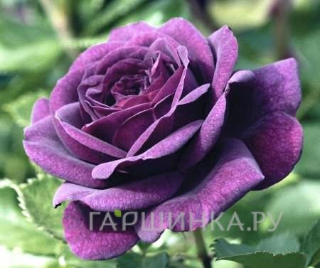 Роза Эбб Тайд флорибунда, Викс
