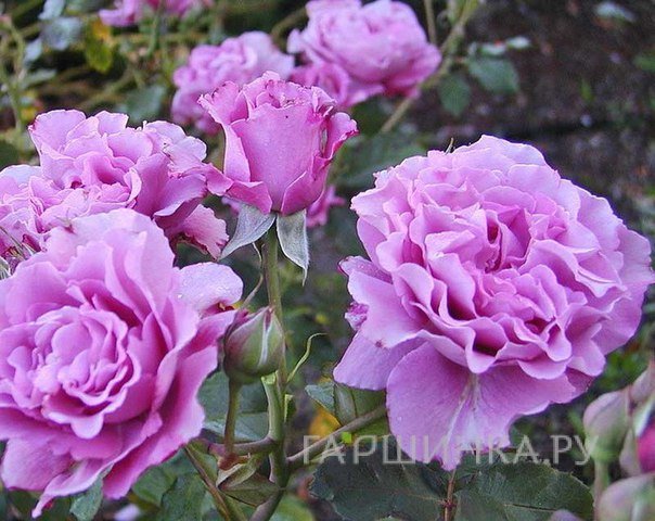 Роза Дойче Велле флорибунда, Imperial Rose