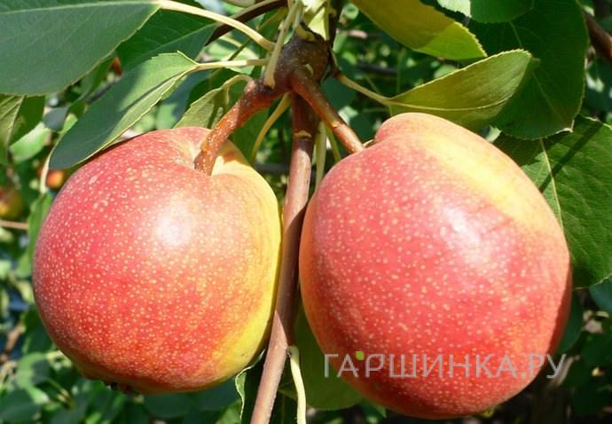 Груша Красуля