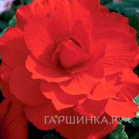 Бегония махровая Дубль Ред 2 шт