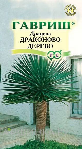 Семена Драцена Драконово Дерево 3 шт.