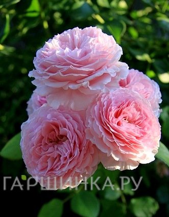 Роза Джеймс Гелвей, Д.Остин кустарниковая