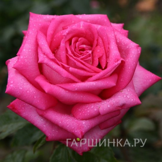 Роза Дуфтрауш чайно-гибридная, Тантау (лиц)