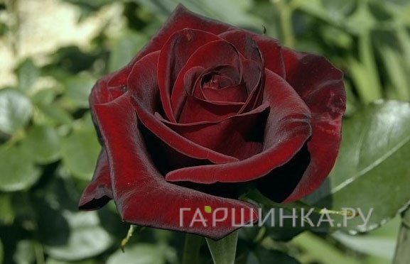 Роза Блэк Мэджик чайно-гибридная, Тантау