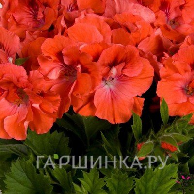 Пеларгония королевская Элеганс Корал Сансет