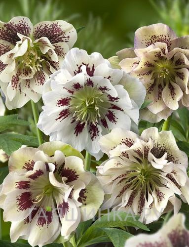 Морозник Double Ellen Spotted White
