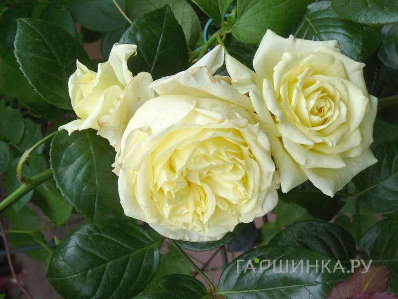 Роза Эльф плетистая, Империал Роуз