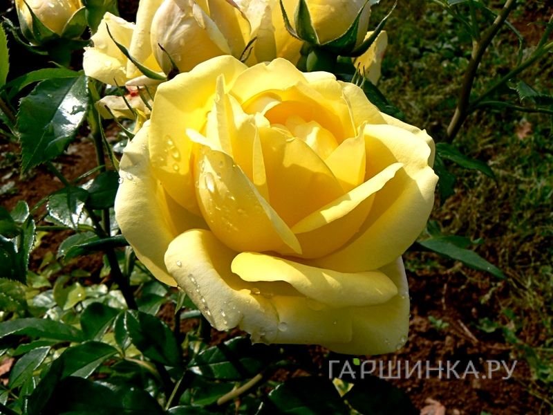 Роза Равенна кустарниковая