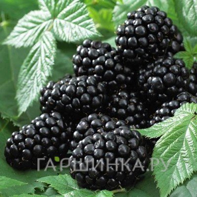 Ежевика Thornfree Blackberry
