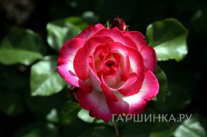 Роза Файр Леди чайно-гибридная, Топалович