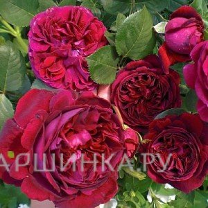 Роза Фальстафф, Д.Остин кустарниковая