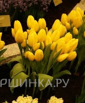 Тюльпан Фэтс Домино многоцветковый 5шт.