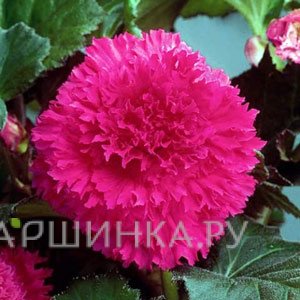 Бегония бахромчатая Фимбриата Пинк 2 шт