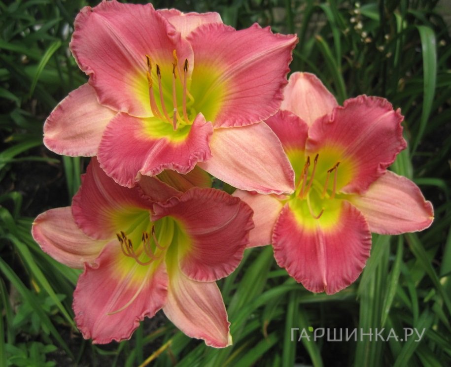 Лилейник Файнал Тач