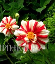 Георгина Файр энд Айс