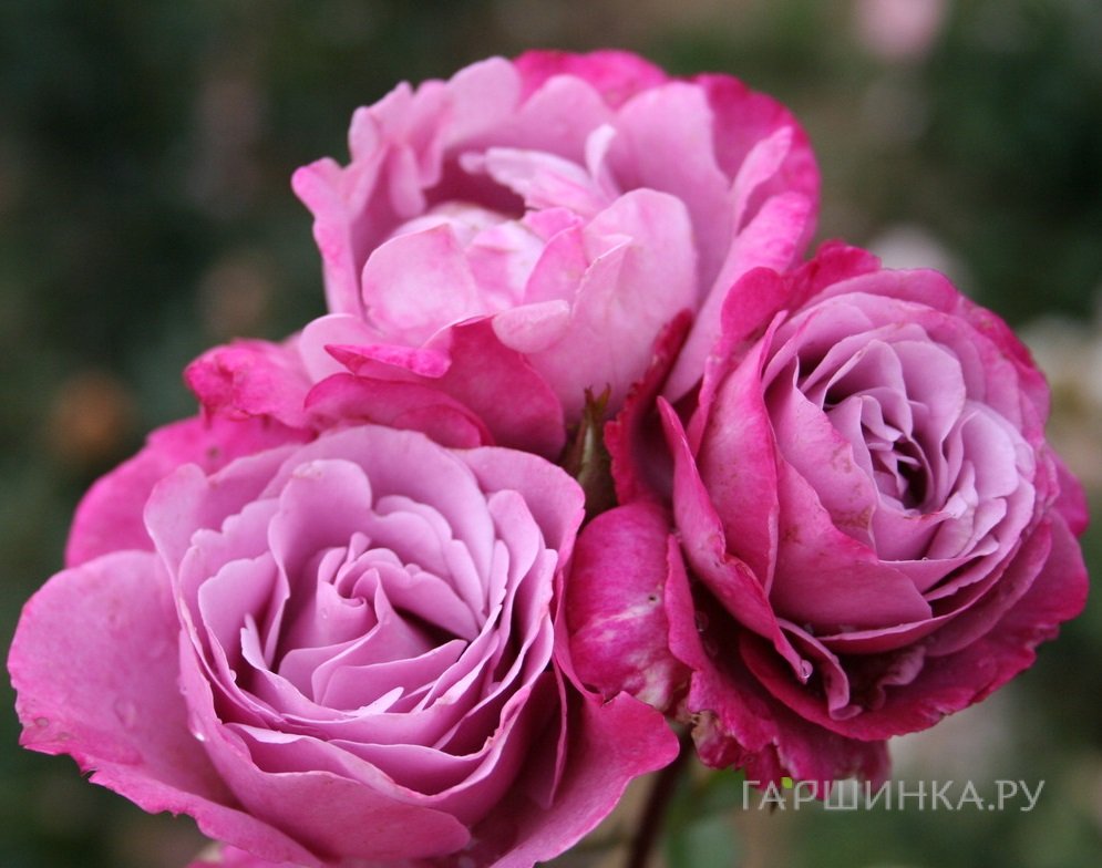 Роза Фёрст Грэйт Вестерн мускусная, Ленс