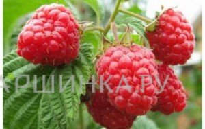 Малина Скромница красная