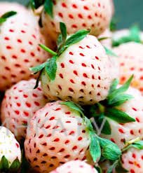 Земляника (Клубника) Pineberry (Пайнбери) 2шт