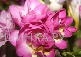 Фрезия махровая  Pink 10шт