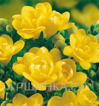 Фрезия махровая  Yellow 10шт