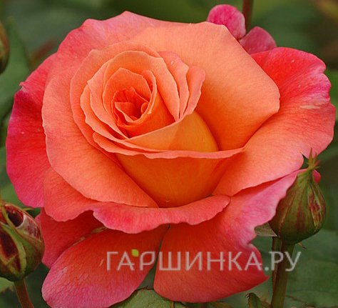 Роза Фрайзингер Моргенрете шраб, Топалович
