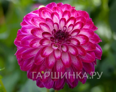 Георгина Литл Роберт шаровидная