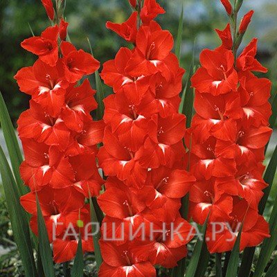 Гладиолус Традерхорм