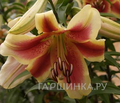 Лилия Холланд Бьюти ОТ-гибрид /2шт