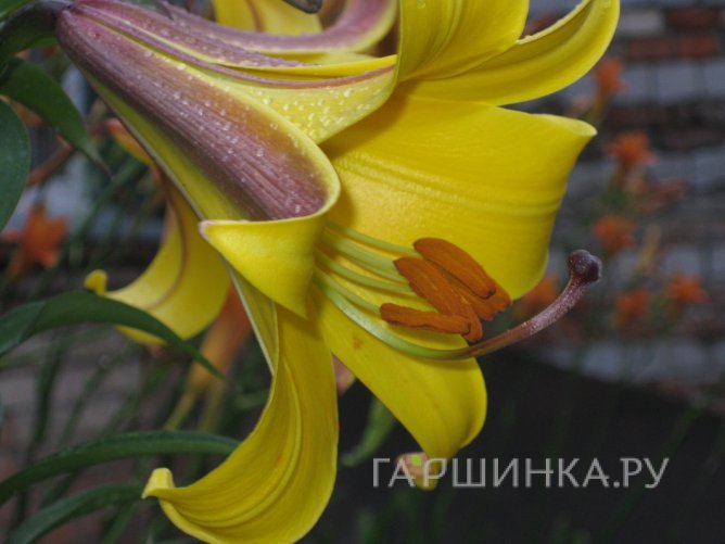 Лилия Голден Сплендор трубчатая
