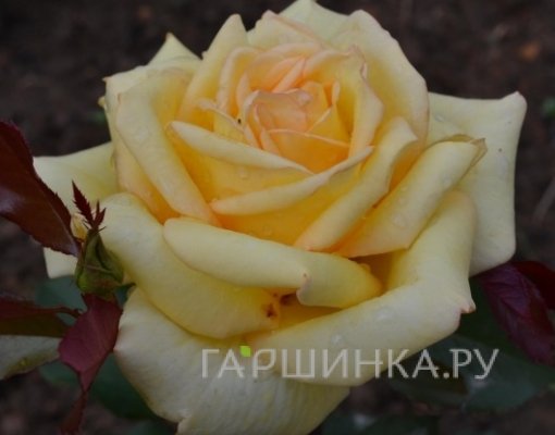 Роза Голден Тауэр чайно-гибридная, Тантау