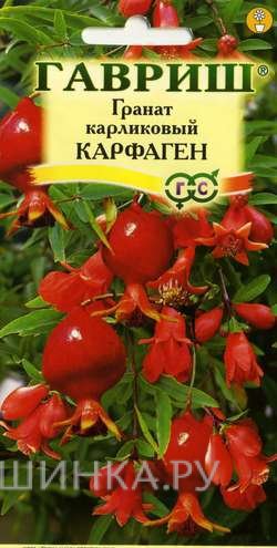 Семена Гранат карликовый Карфаген* 5 шт.