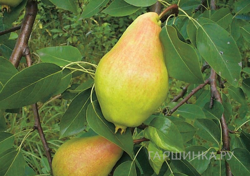 Груша Видная