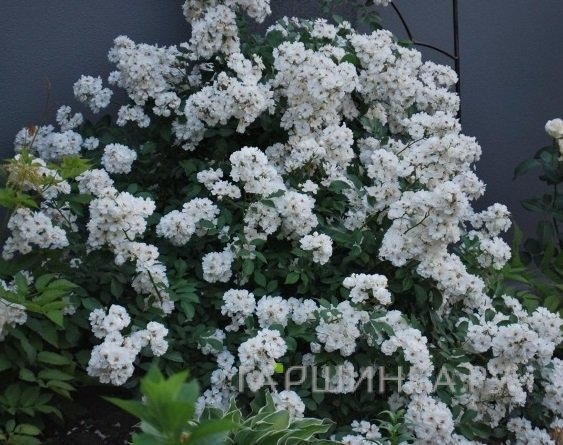Роза Гирлянд де Амур мускусная, Ленс