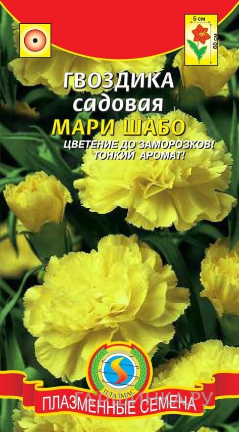 Семена Гвоздика садовая Мари Шабо