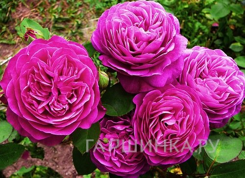 Роза Дамсон флорибунда, Imperial Rose