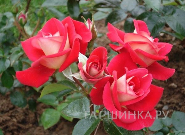 Роза Хайматмелоди флорибунда, Тантау