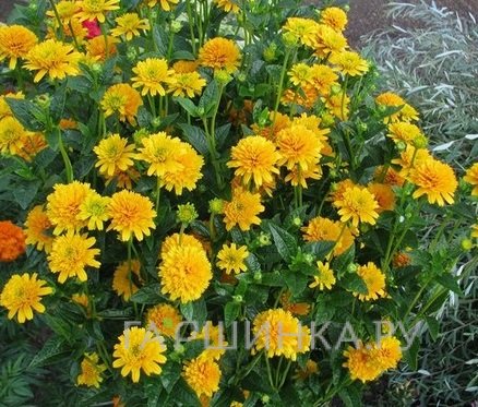 Гелиопсис (солнечник) Асахи