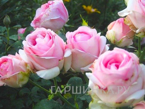 Роза Хистори чайно-гибридная, Тантау