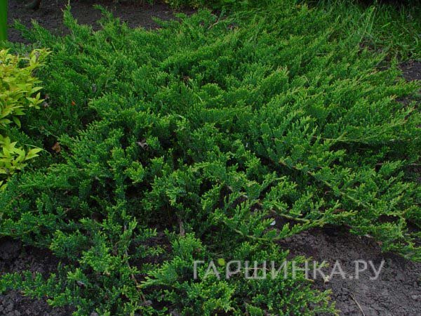 Можжевельник горизонтальный Принц Уэльский