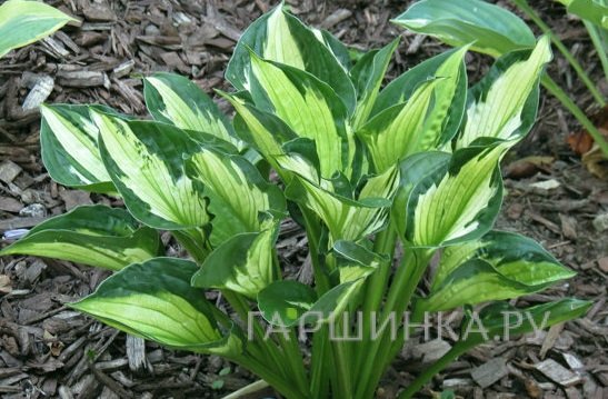 Хоста Колорид Халк (M)